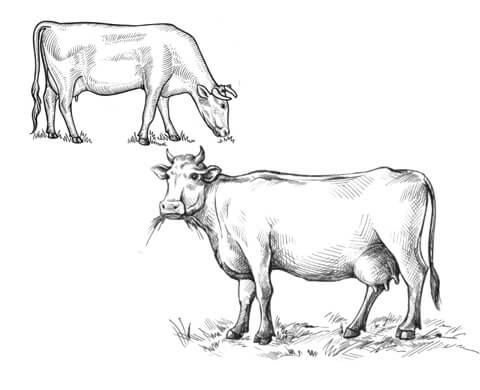 Modern Native Cows